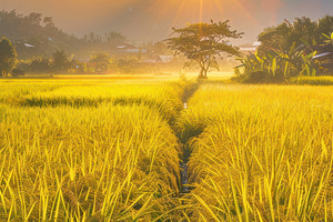 Golden Rice Field at Sunset, a Photo by LOGOCREATIVE