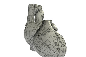 Detailed 3D Human Heart