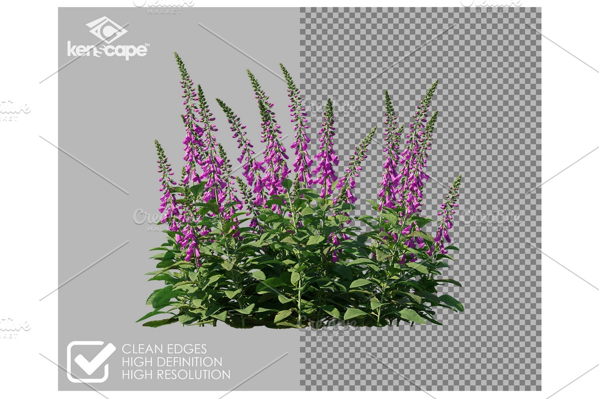 108 Assorted Plants Photo Overlays, a Nature Photo by KenScape (Photo 2 of 4)