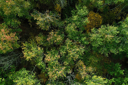 Wood foliage aerial leaves reserve countryside, a Nature Photo by Photo Drive Studio