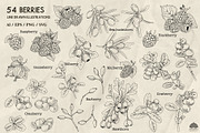 Berries line art + Procreate, a Food Illustration by Skliarova (Thumbnail 3 of 3)