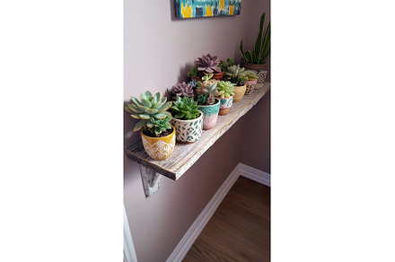Various succulent plants in, a Nature Photo by Lermont51