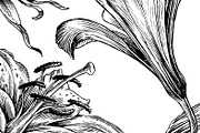 Ink flower set, a Decorative Illustration by RasterBird (Thumbnail 1 of 10)