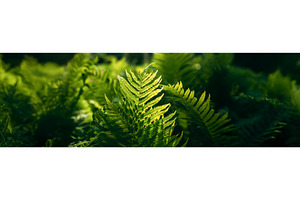 Beautyful ferns leaves green foliage, a Nature Photo by Our Amazing World