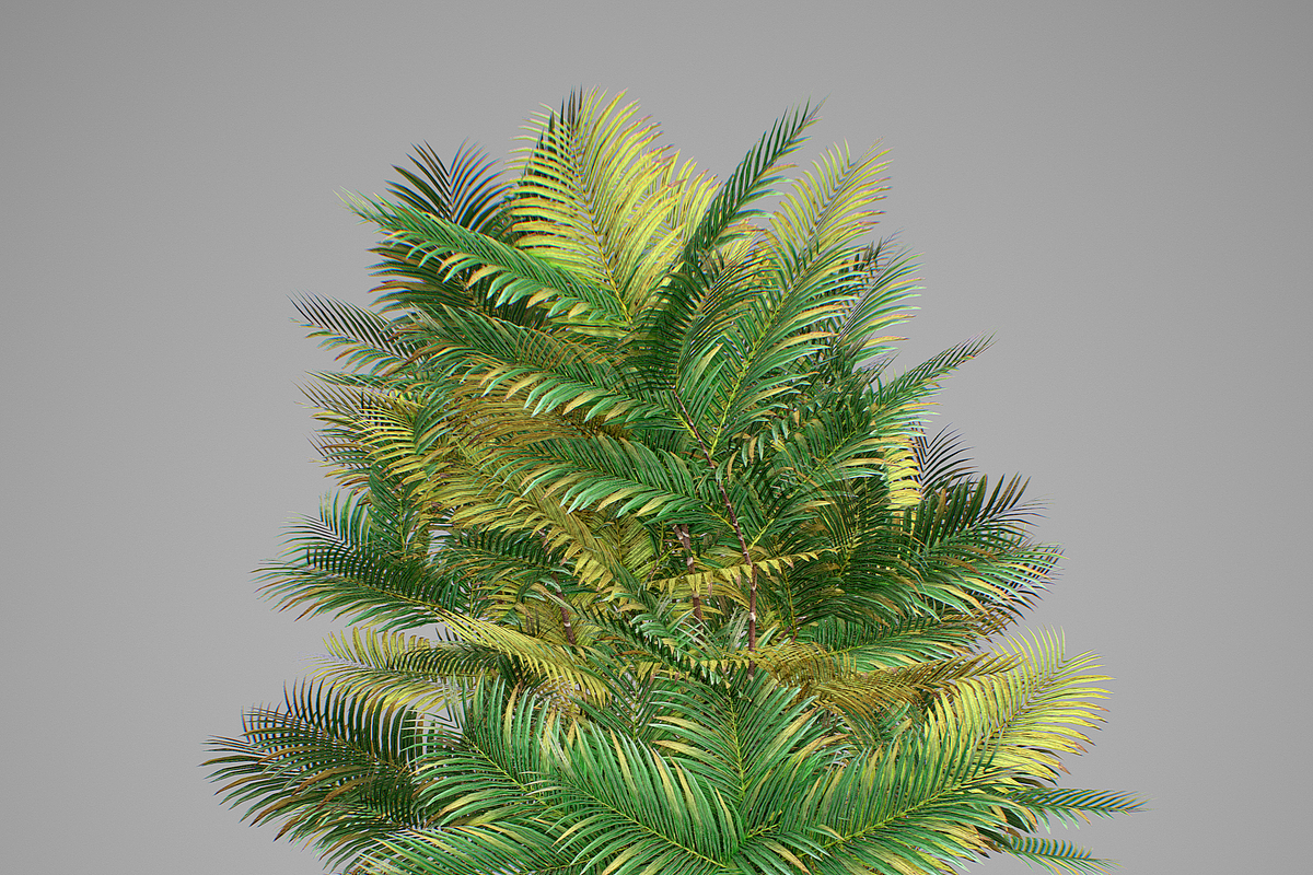 Pinanga coronata, an Environmental 3D Model by AndrewWhite (Photo 25 of 25)