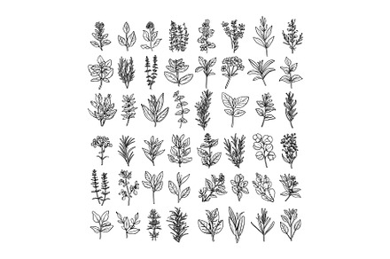 Plants branches black and white, an Object Illustration by Onyx
