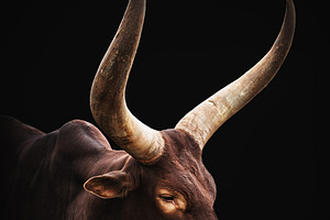 Majestic Ankole Watusi Cattle Portra, an Animal Photo by Perpis