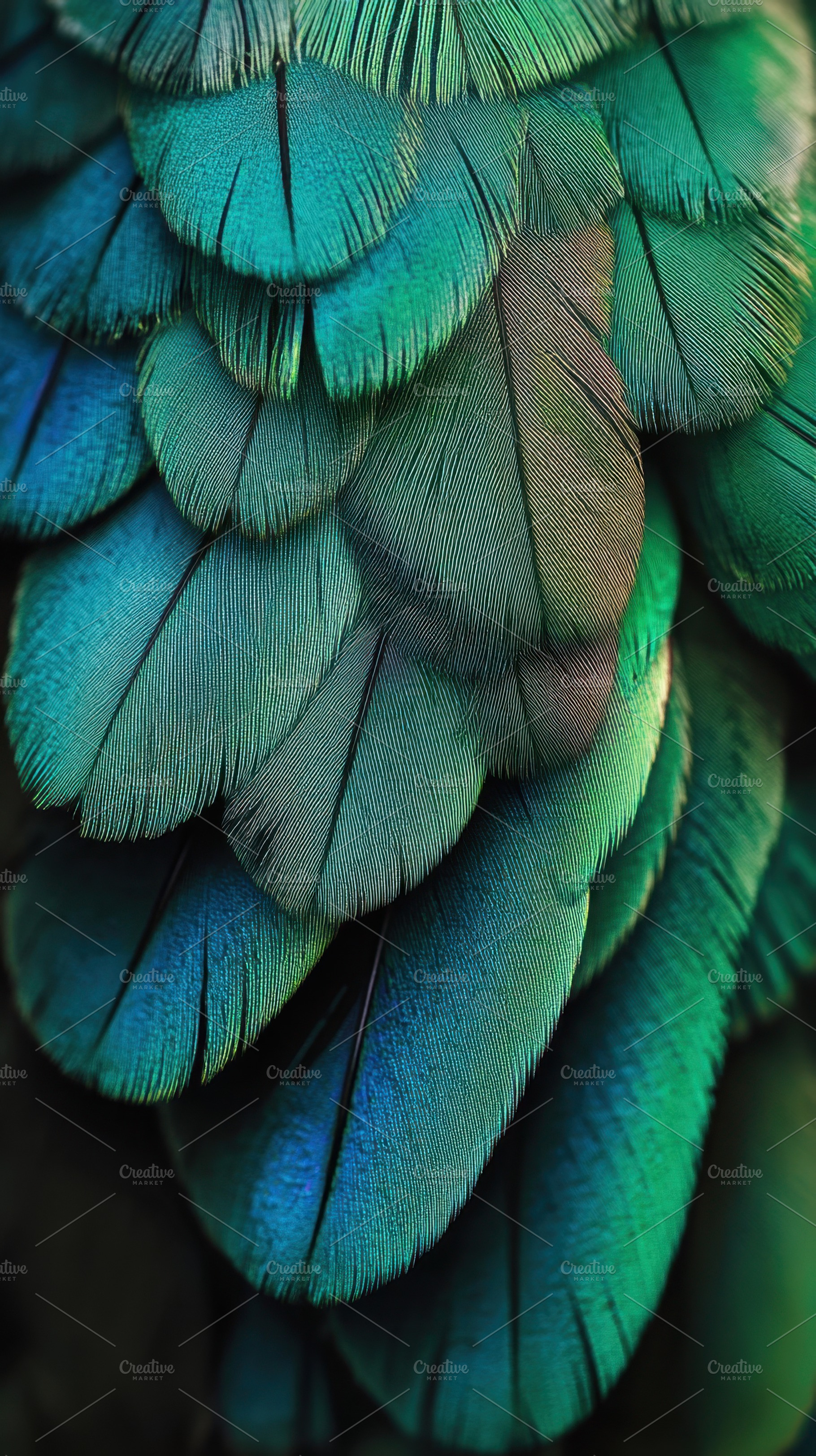 Feathers create stunning patterns, a Photo by Beautiful things