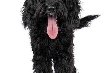 Labradoodle on white background, an Animal Photo by Cat'chy Images by Nynke