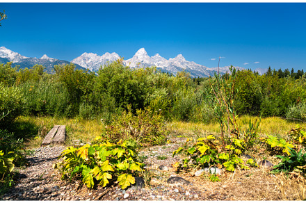 Teton peaks above dense summer, a Nature Photo by Leonid Andronov