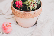 Succulent, a Photo by The Homestead Collective  (Thumbnail 1 of 2)