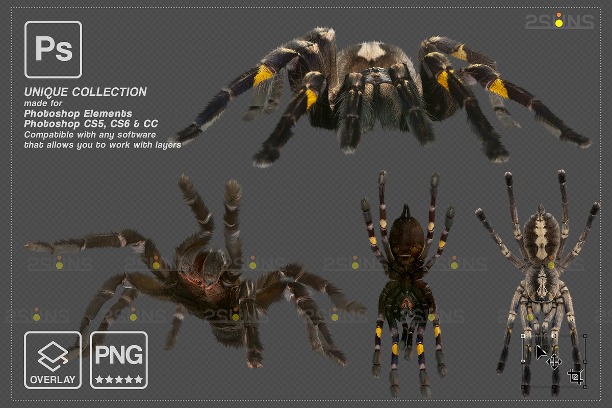 Spider Photoshop overlays, an Object Graphic by 2SUNS (Photo 3 of 9)