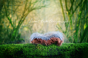 Newborn Photo. Digi Backdrop x 3 preview 4