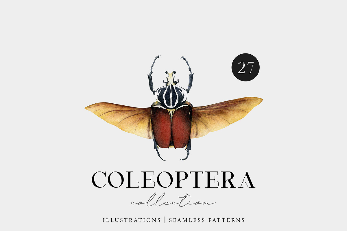 Beetles watercolor collection, an Animal Illustration by Diana Askarova Art (Photo 12 of 12)