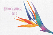 Tropical Clipart - Hand painted, a Decorative Illustration by MaraquelaStudio (Thumbnail 5 of 8)
