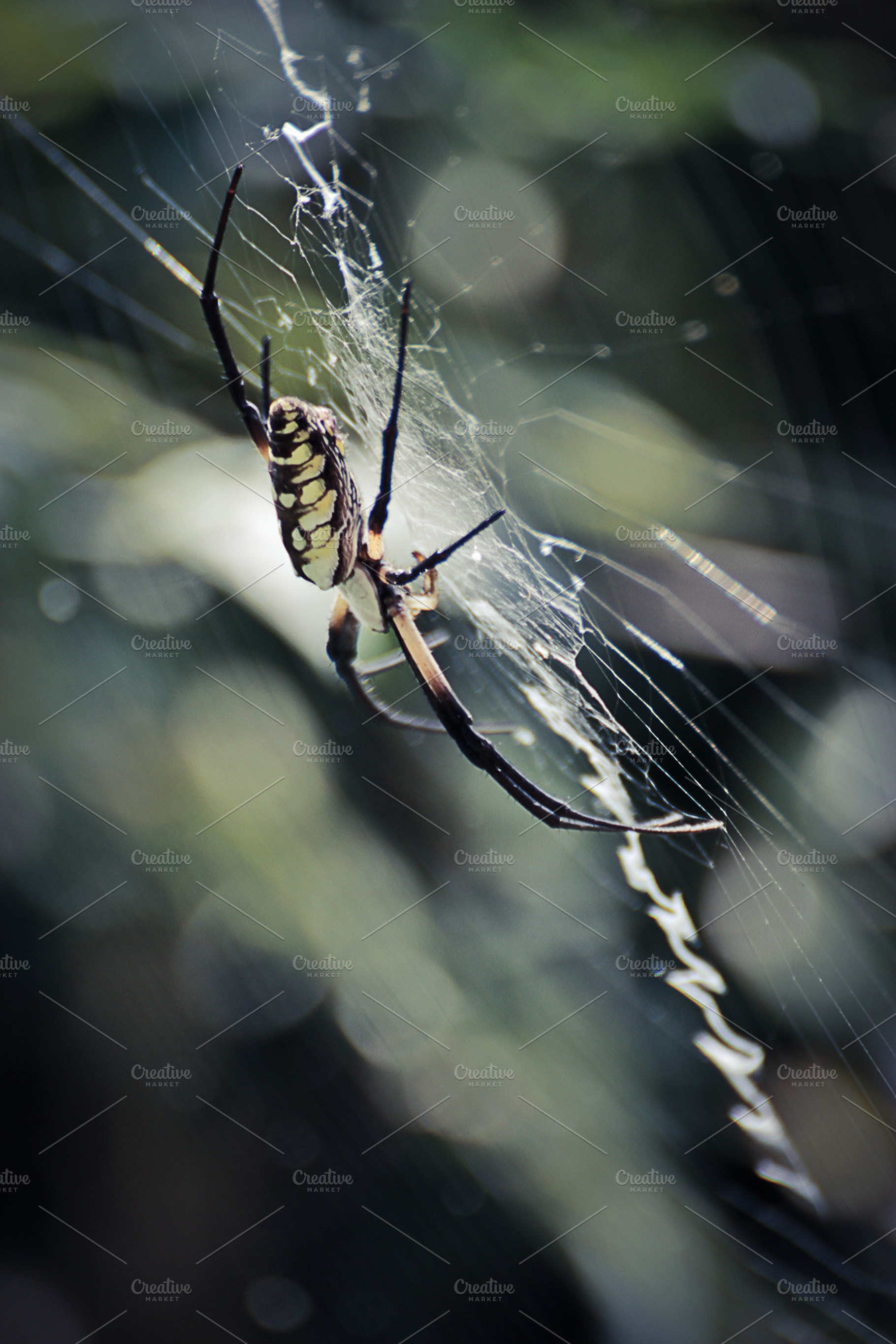Spider Macro, an Animal Photo by NiccerPhotography