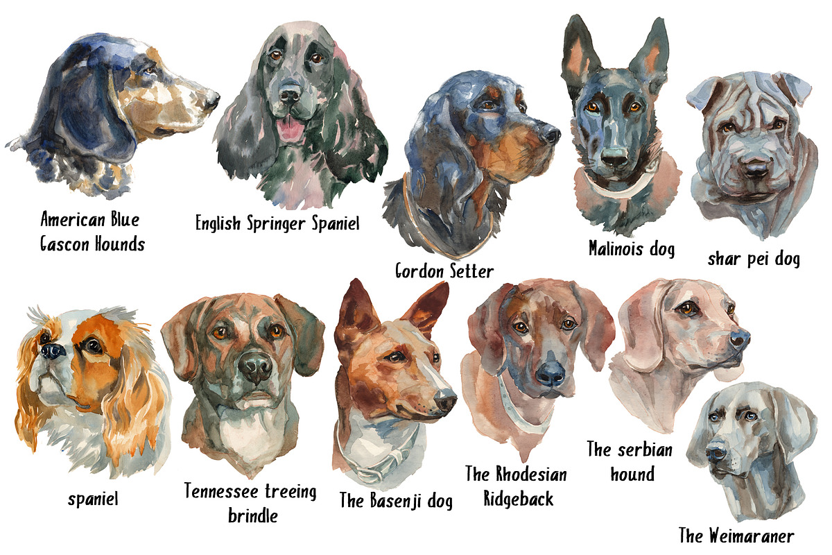Hunter Dogs Watercolor Set 2, an Animal Illustration by Malena (Photo 2 of 4)