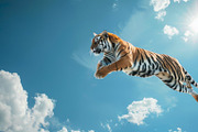 116 Flying animals, an Animal Photo by Handmadefont (Thumbnail 110 of 119)