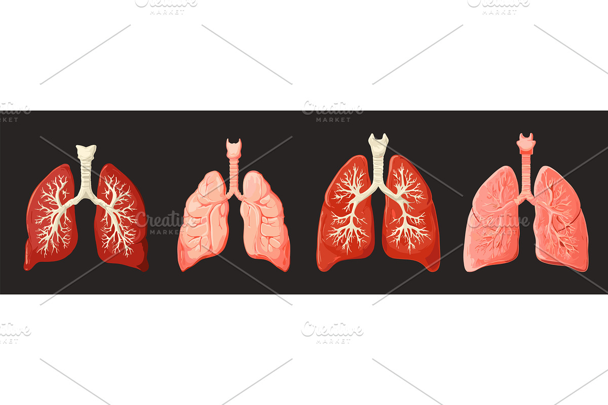 Cartoon lungs set. Isolated, an Illustration by Valerie Bodnar