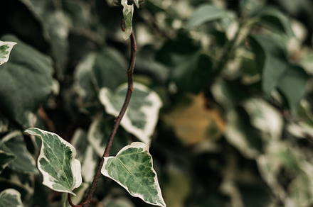 detail of wild climbing plants, a Nature Photo by rubenchase