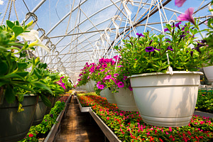 Rows of vibrant purple and pink petunias in hanging pots fill a, a Nature Photo by Ales Munt