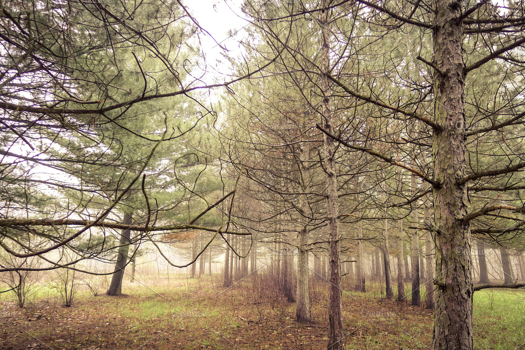 Pine Woods