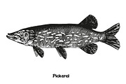 Fish collection, part 3, a Food Illustration by ZotovShop (Thumbnail 7 of 11)