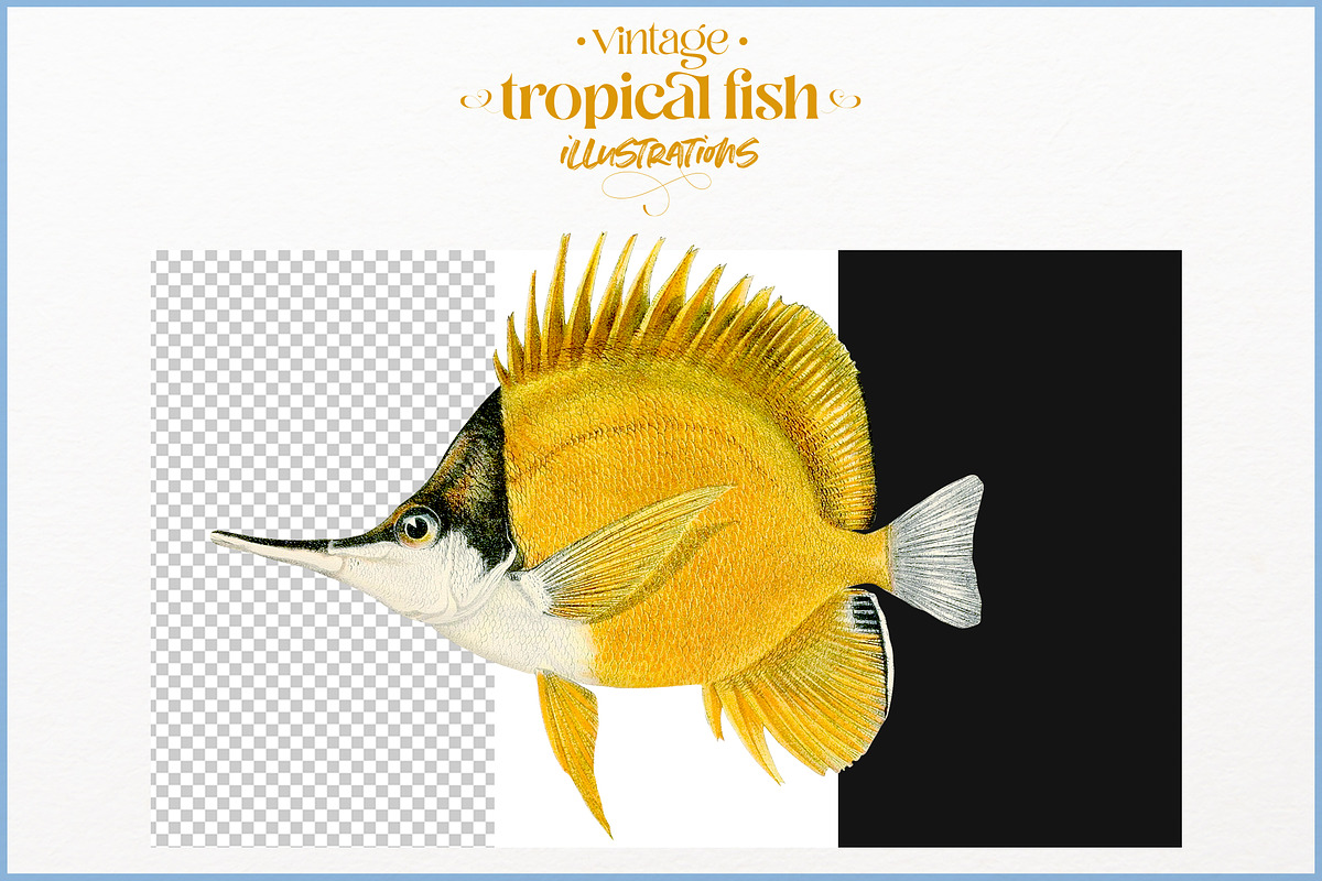 Vintage tropical fish illustrations, an Animal Illustration by Natalka Dmitrova art (Photo 3 of 12)