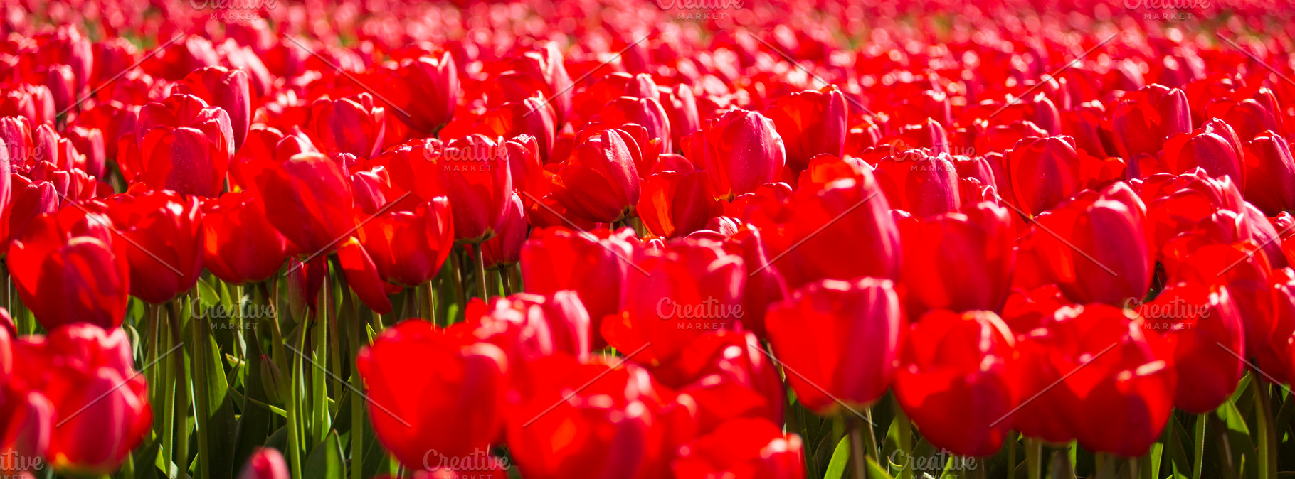 Solid carpet of red tulips in sunlight, spring floral texture ba, a Photo by Pictures for you!!!!!!!!!