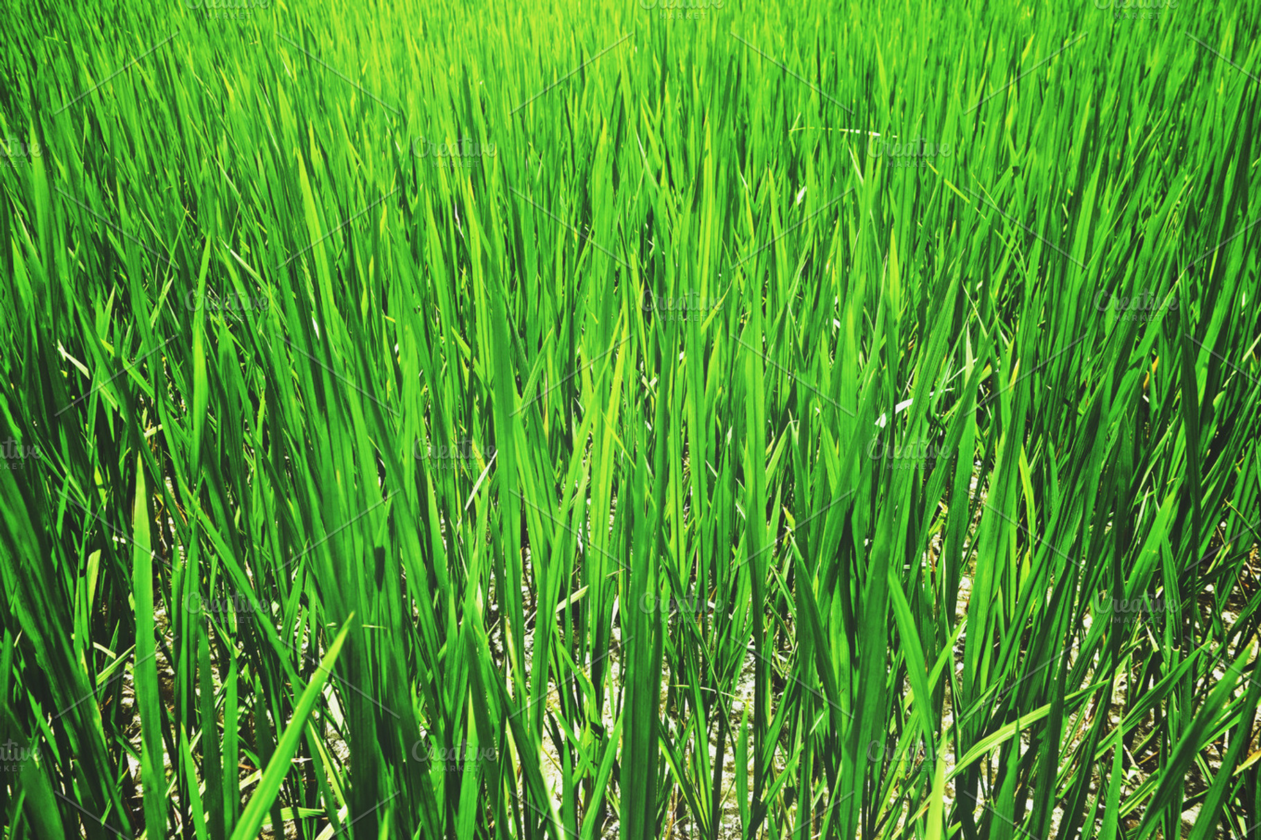 Grass blades featuring blades, grass, and background