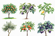 Watercolor Fruit Trees Clipart, an Illustration by Craft Nest (Thumbnail 4 of 6)
