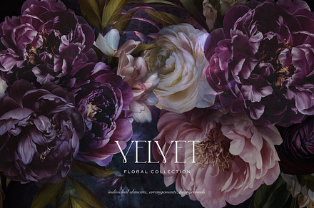 Velvet Peony Moody Floral Graphics, an Object Illustration by Eclectic Anthology