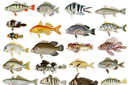 Vintage Fish Illustrations, a Food Illustration by BlackBird Foundry (Thumbnail 2 of 5)