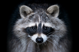 Close up view Raccoon. Wild animal isolated on a black backgroun, an Animal Photo by Byrdyak