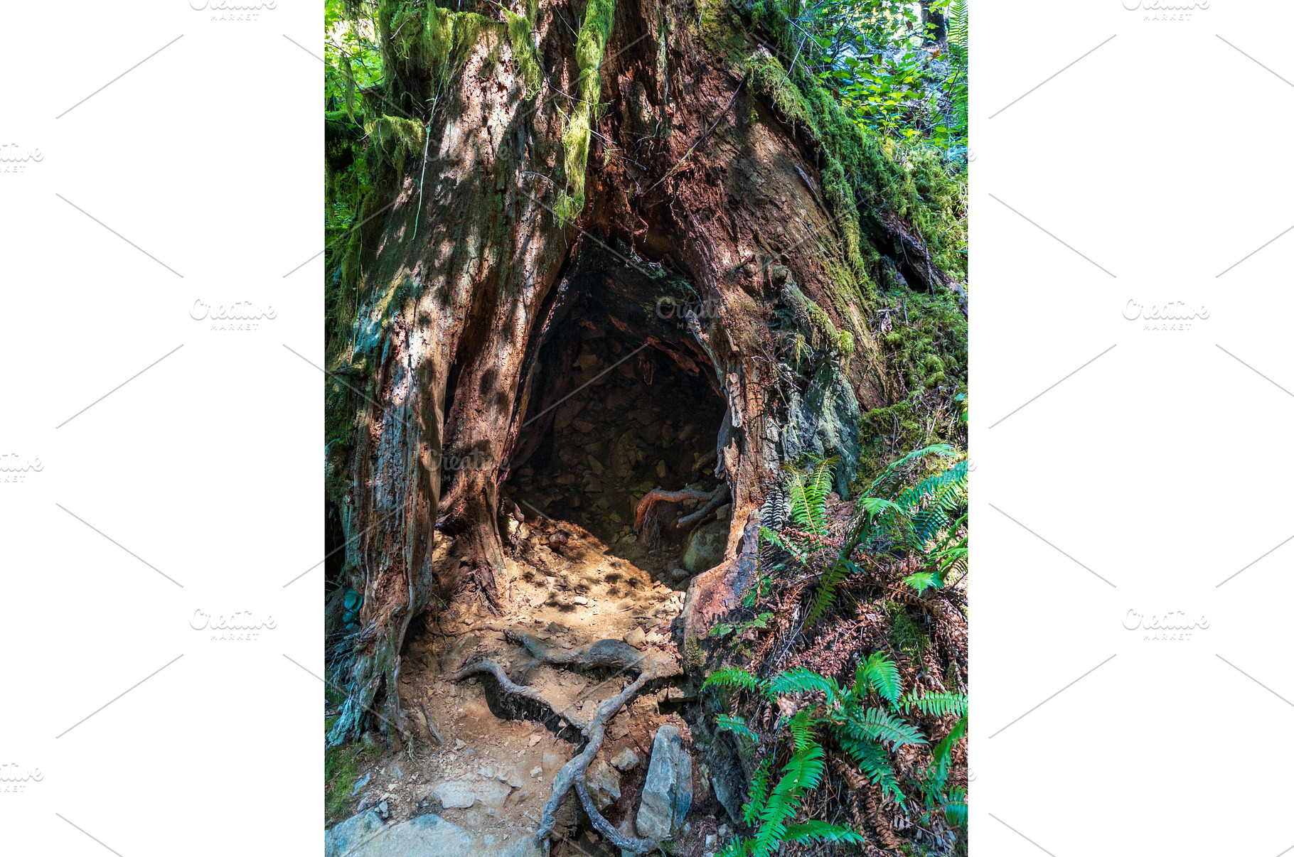 Large opening into inside of tree, a Nature Photo by Backyard Stock