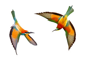 Two colorful Bee-eaters Merops, an Animal Photo by Pakosta