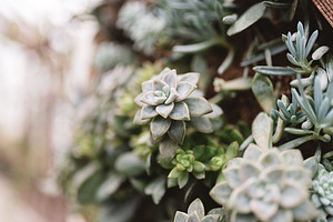 Succulents stock photo containing succulent and plant