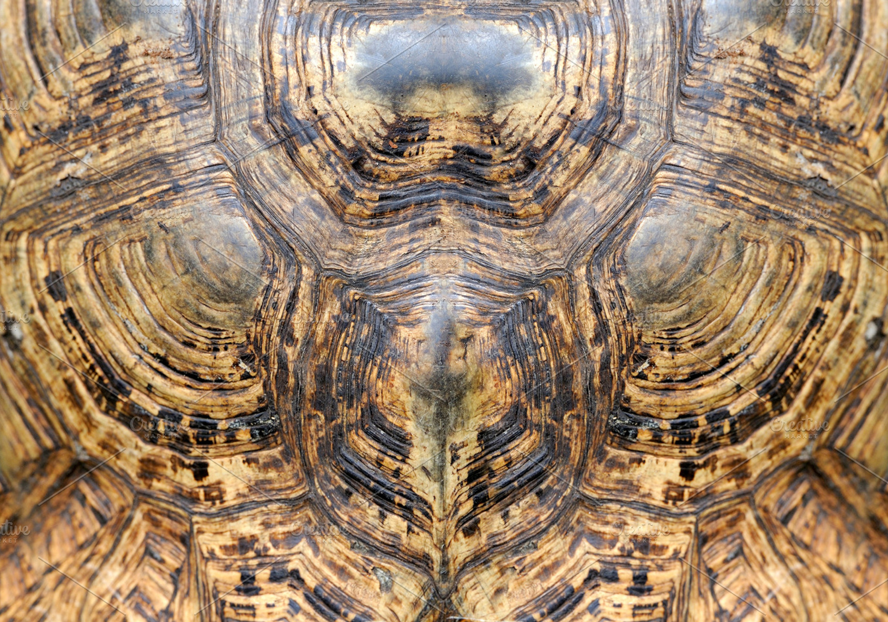 Turtle skin featuring turtle, shell, and animal, an Animal Photo by Byrdyak