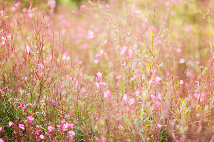 Pink wildflowers containing wildflowers, pink, and flowers