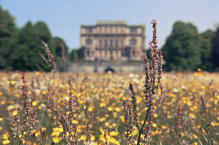Wildflower field featuring nature, travel, and the netherlands, a Nature Photo by BrightShadow Photo Art