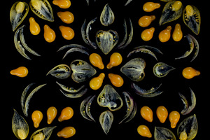 tomato slice pattern, a Photo by Miratomm