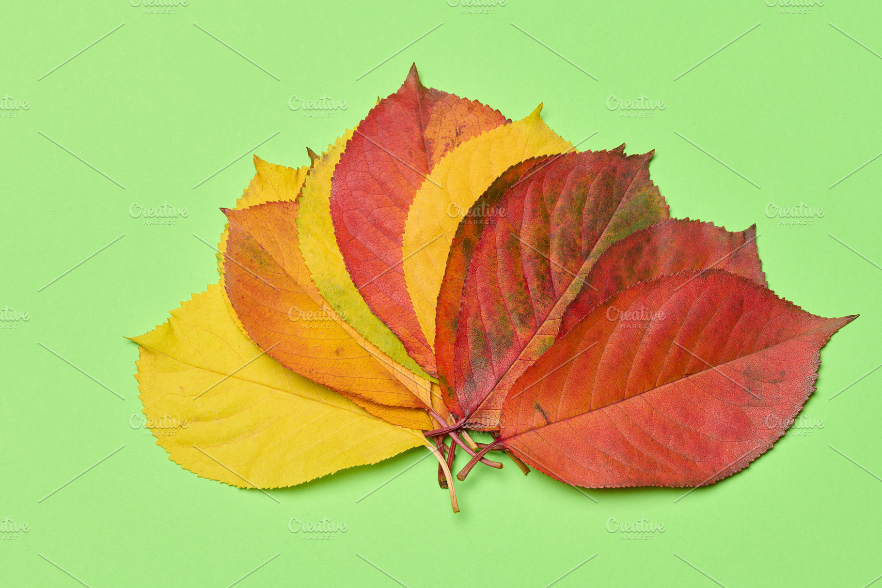 Red and yellow leaves on a green background, top view, a Nature Photo by ndanko