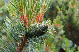 green cone pinus pumila kamchatka, a Nature Photo by Alexander-Piragis