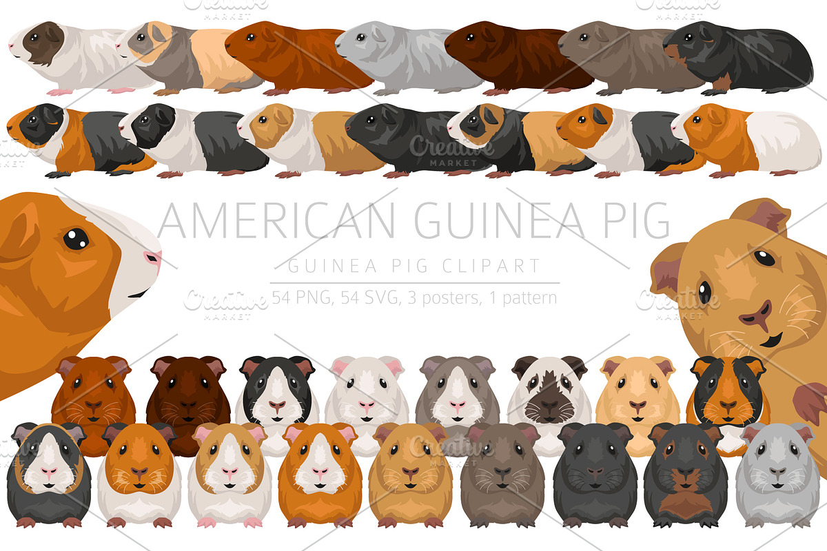 American Guinea Pig clipart, an Animal Illustration by pet design shop (Photo 1 of 5)