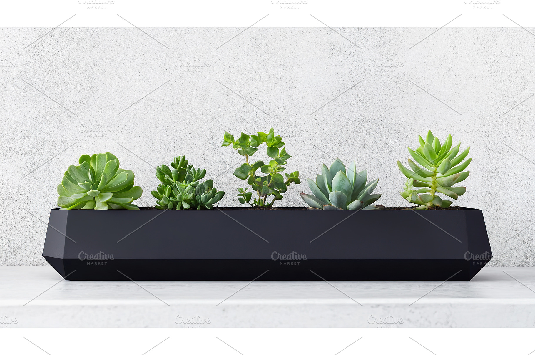 Assorted succulent plants in modern, a Nature Photo by Lermont51
