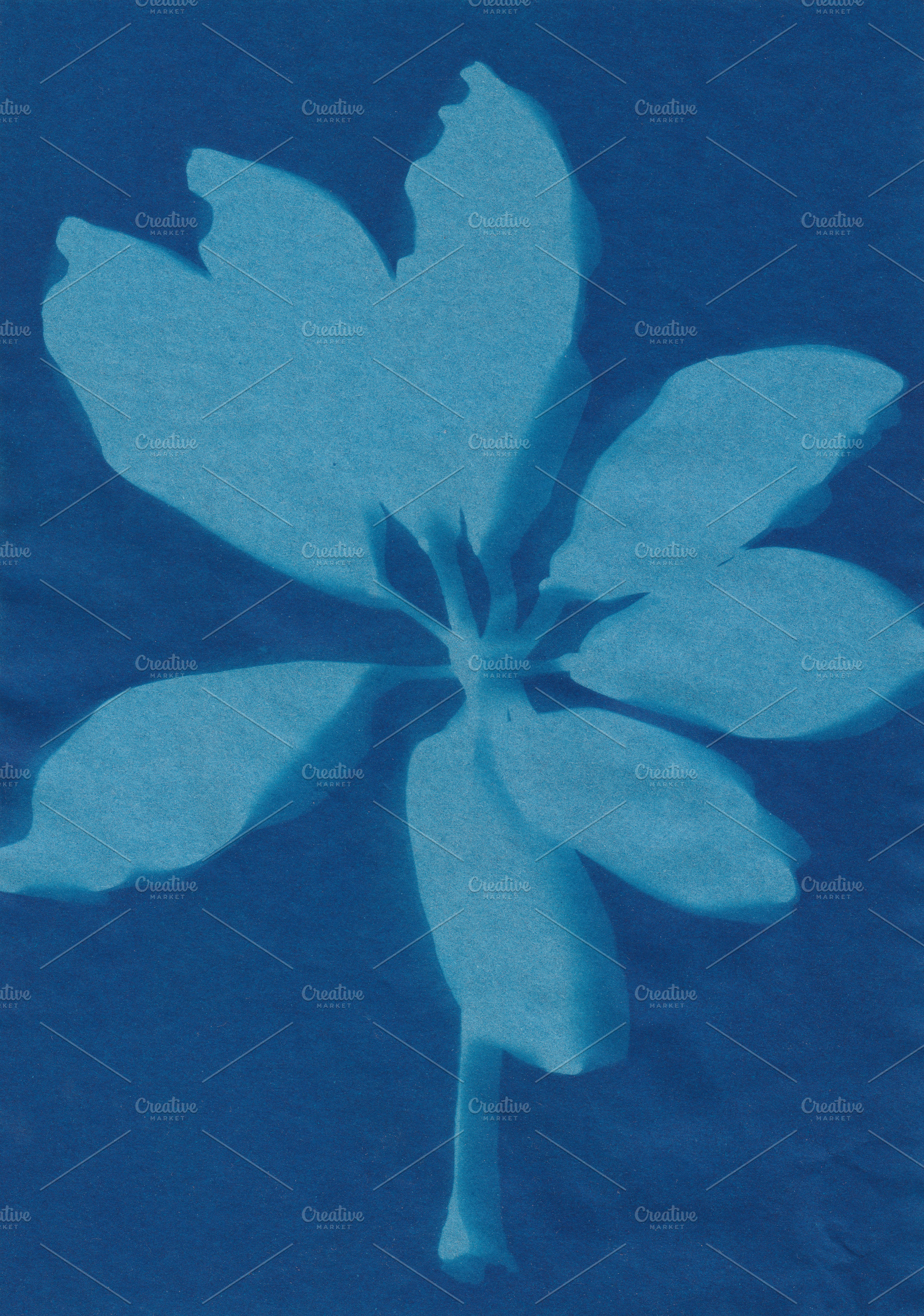 cyanotype print ligustrum plant, a Nature Photo by sirylok