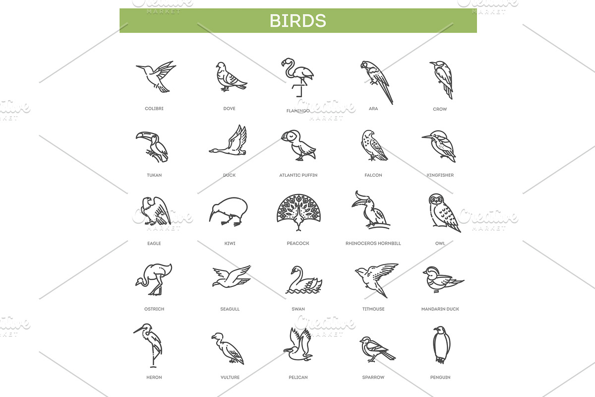 Set of different birds. Vector icons, an Animal Illustration by Tettygreen