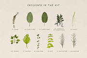 BUNDLE - Dry Flowers & Leaves, an Object Graphic by Sparrow & Snow (Thumbnail 11 of 28)