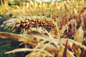 Macro Corn Field