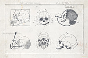 Craniometry, an Object Graphic by Sick Optix (Thumbnail 3 of 8)